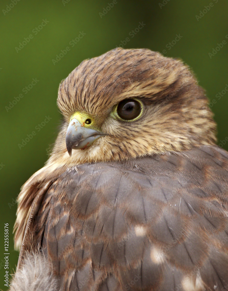A Merlin, Falco columbarius, in Saskatoon, Saskatchewan, Canada