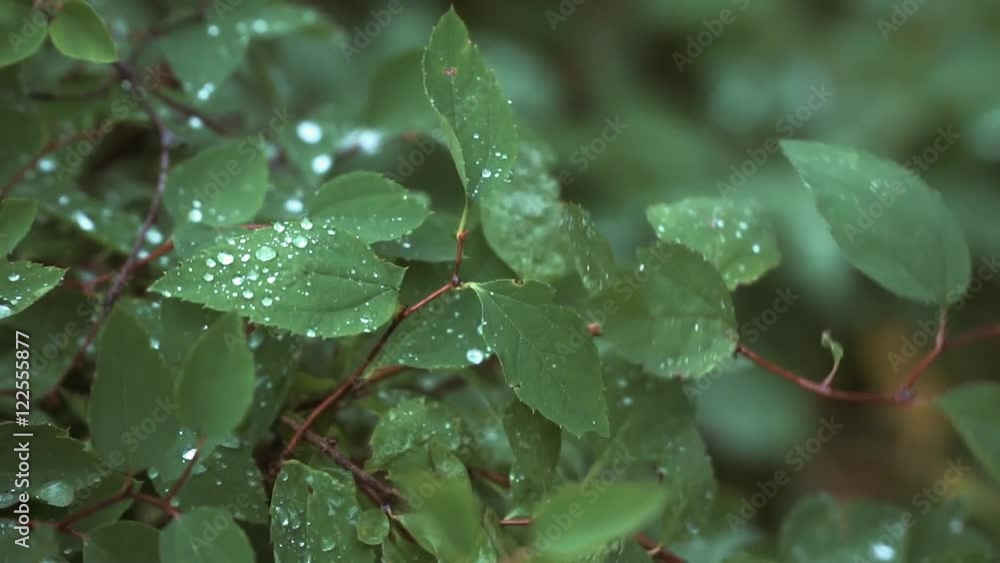 raindrops falling on the leaves of rose in slow mo raindrops falling on the leaves of rose in slow mo