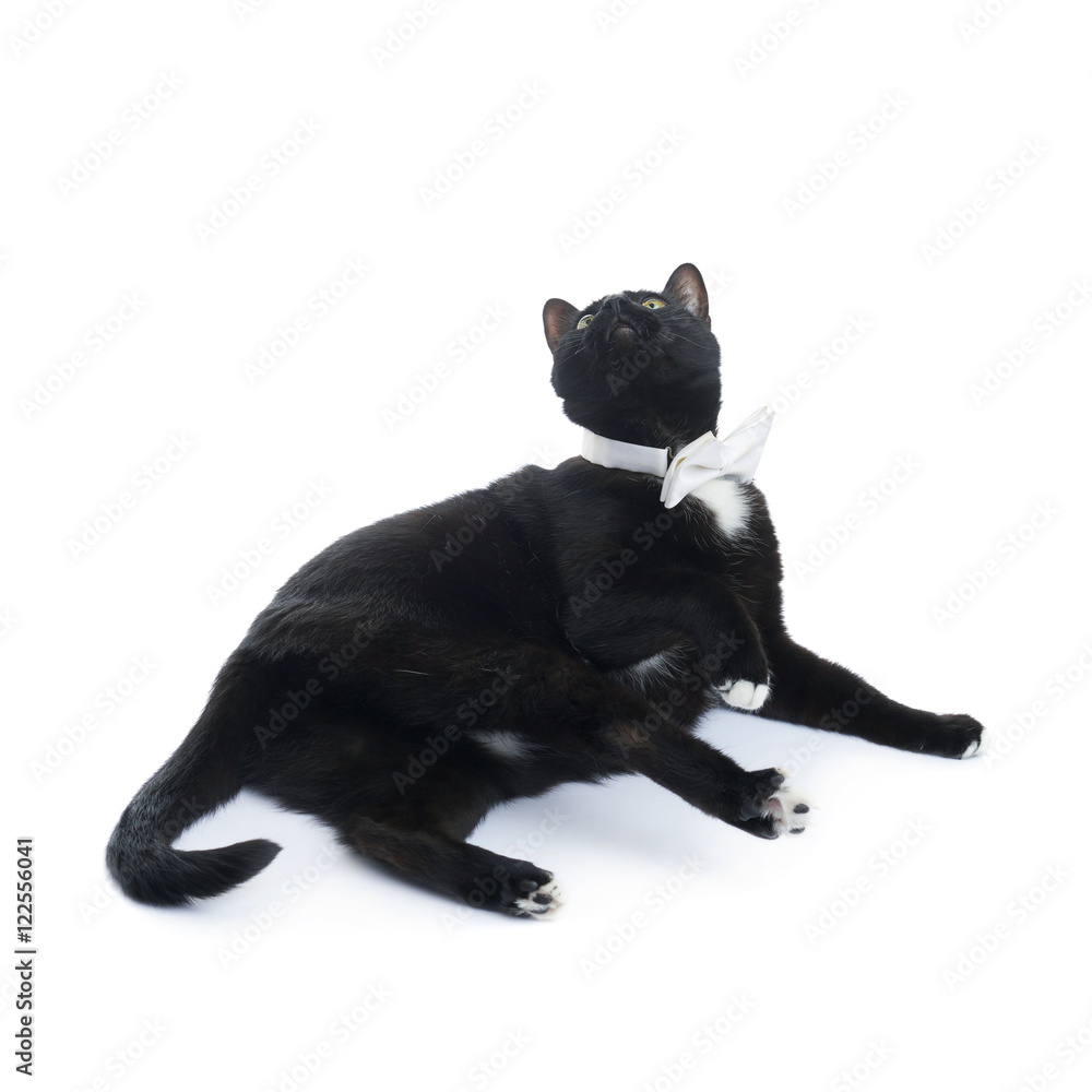Lying black cat isolated over the white background Lying black cat isolated over the white background