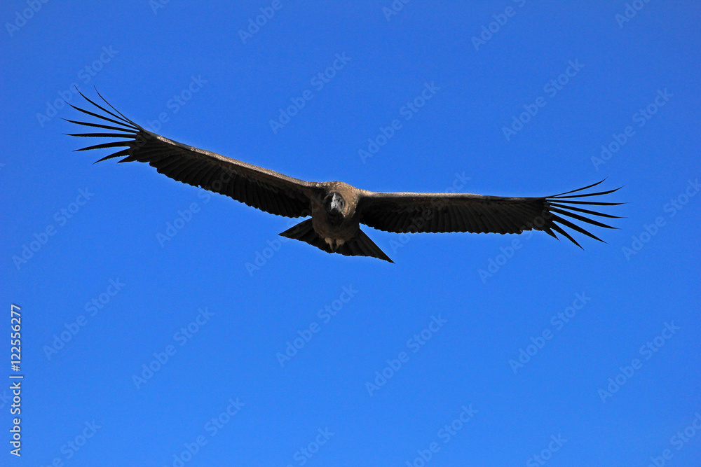 Obraz premium Young male andean condor flying very close. Colca canyon - one of the deepest canyons in the world, near the city of Arequipa in Peru.