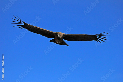 Young male andean condor flying very close. Colca canyon - one of the deepest canyons in the world  near the city of Arequipa in Peru.