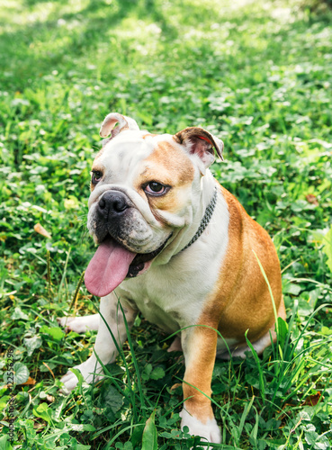 Female English bulldog