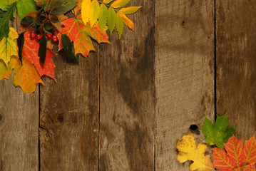 Fall background with aged barn wood and colorful maple leaves.