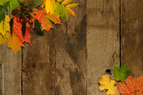 Fall background with aged barn wood and colorful maple leaves.