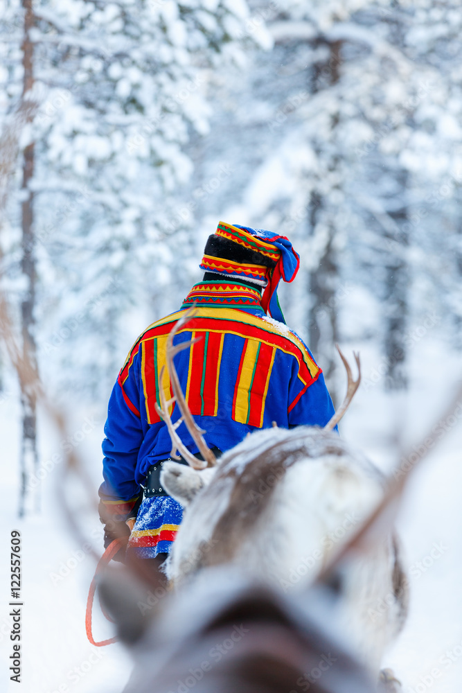 Obraz premium Reindeer safari