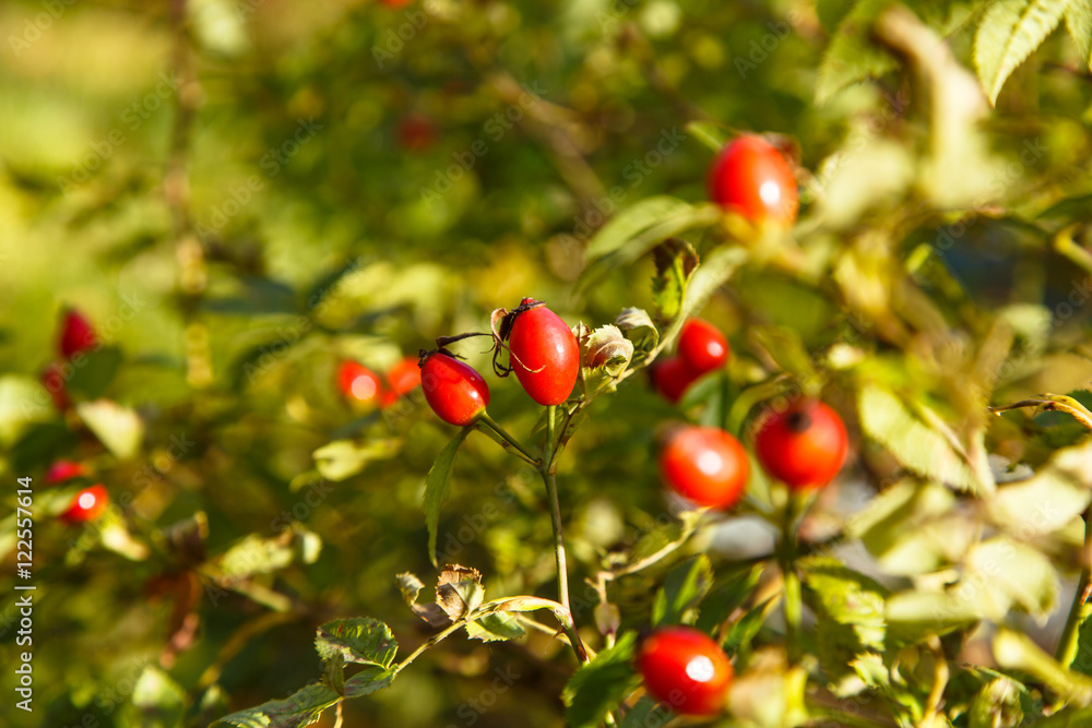 Ripe rose hips on a branch with leaves.