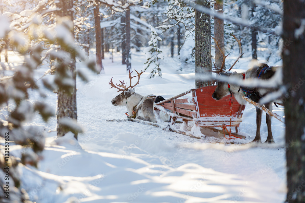 Reindeer safari Reindeer safari