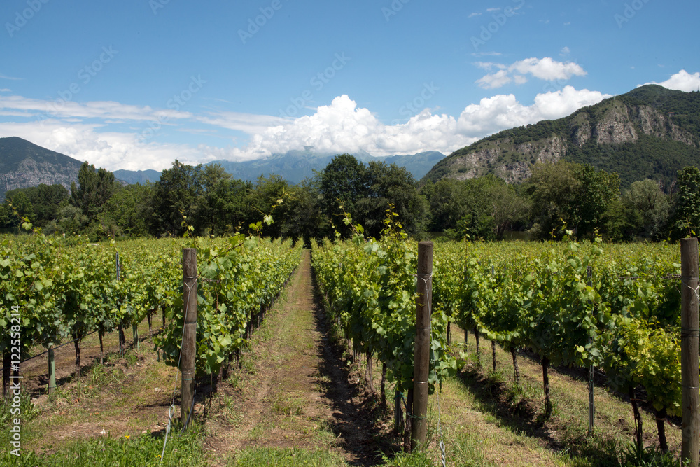 Grapevine rows - Italy, Franciacorta