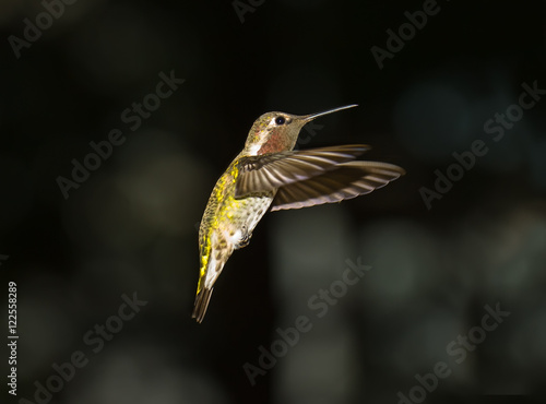 Hummingbird © Heater