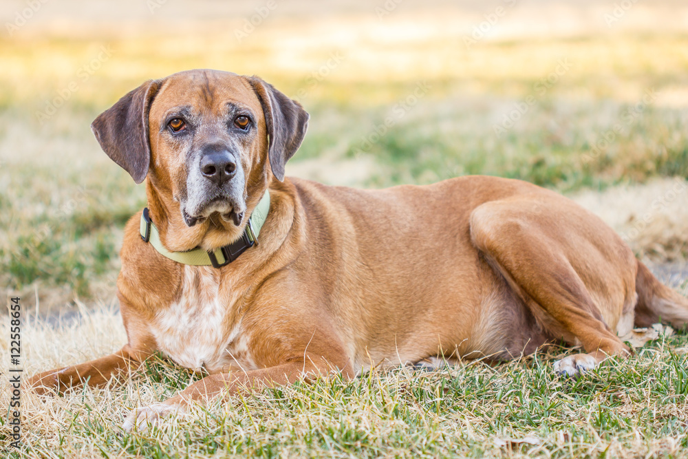 Coon Hound Mix Coon Hound Mix
