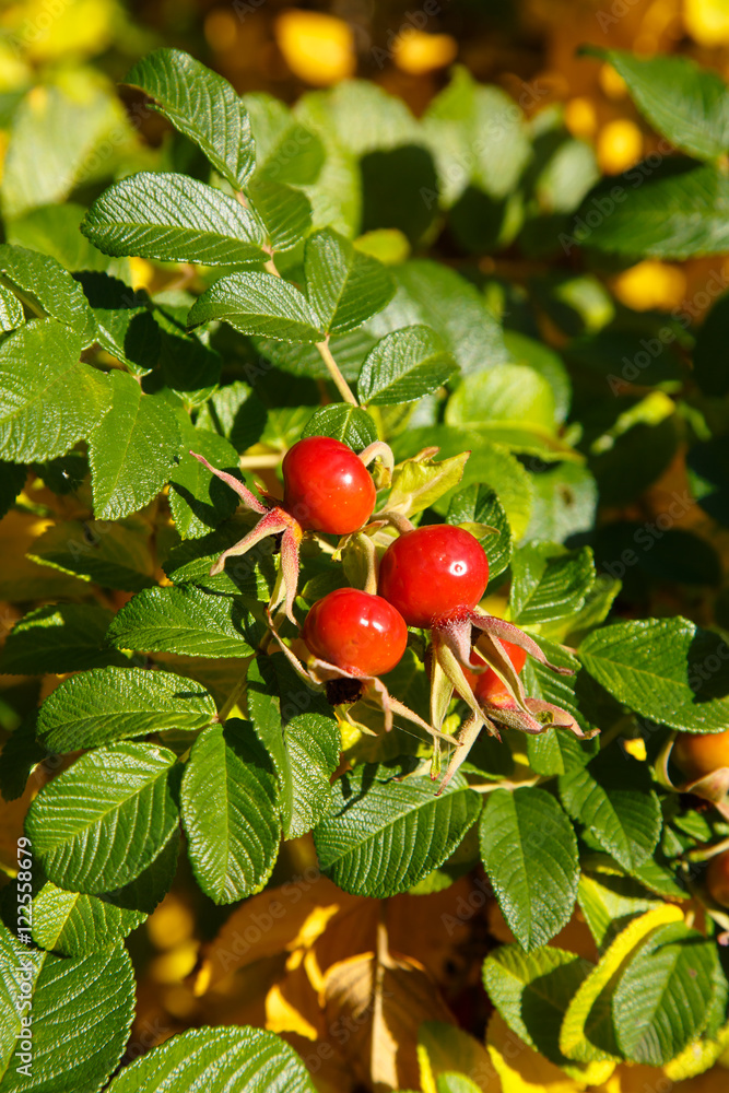 Ripe rose hips on a branch with leaves. Ripe rose hips on a branch with leaves.
