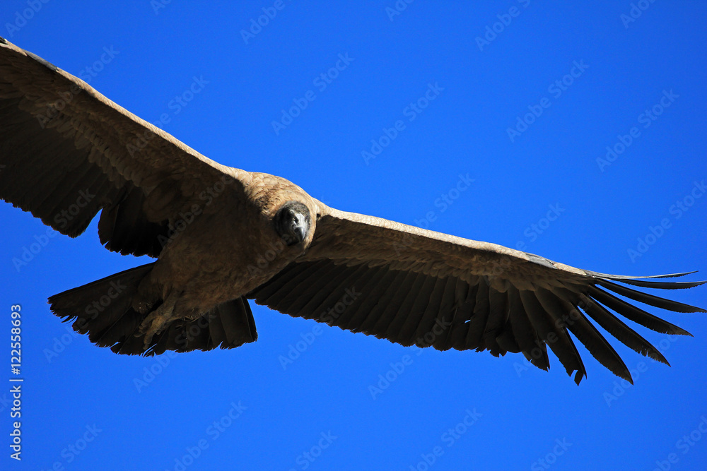 Obraz premium Young female andean condor flying very close. Colca canyon - one of the deepest canyons in the world, near the city of Arequipa in Peru.