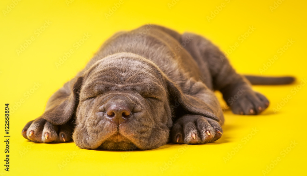 Yellow cane top corso