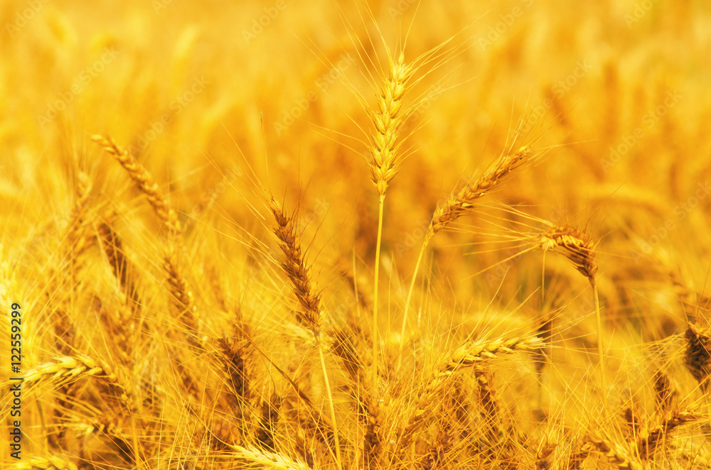 Field of ripe wheat in summer Field of ripe wheat in summer