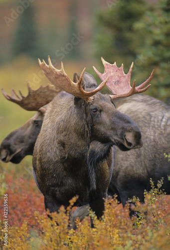 Moose (Alces alces) Adult Males. Autumn, Denali National Park, Alaska, United States of America.