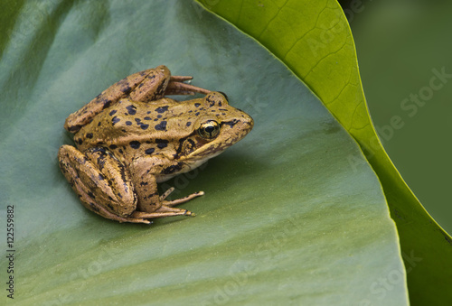 Red-legged Frog (Rana aurora) at Little River Pond, Comox BC