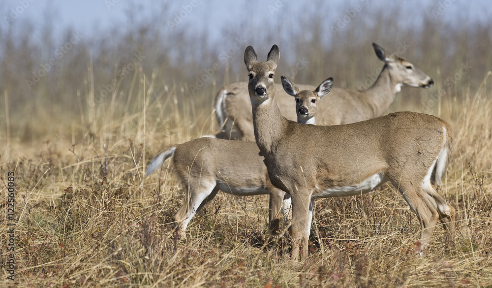 White-tailed Deer (Odocoileus virginianus) Adult Females & Young, Southwest Alberta, Canada. White-tailed Deer (Odocoileus virginianus) Adult Females & Young, Southwest Alberta, Canada.