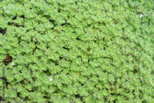 Detail, wooly thyme groundcover