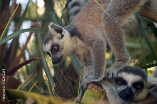 funny lemur stepping on other lemur © agarianna