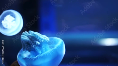 Jelly blubber (Catostylus mosaicus) or Blue Blubber Jellyfish in dark blue ocean with illuminated light at aquarium, photo