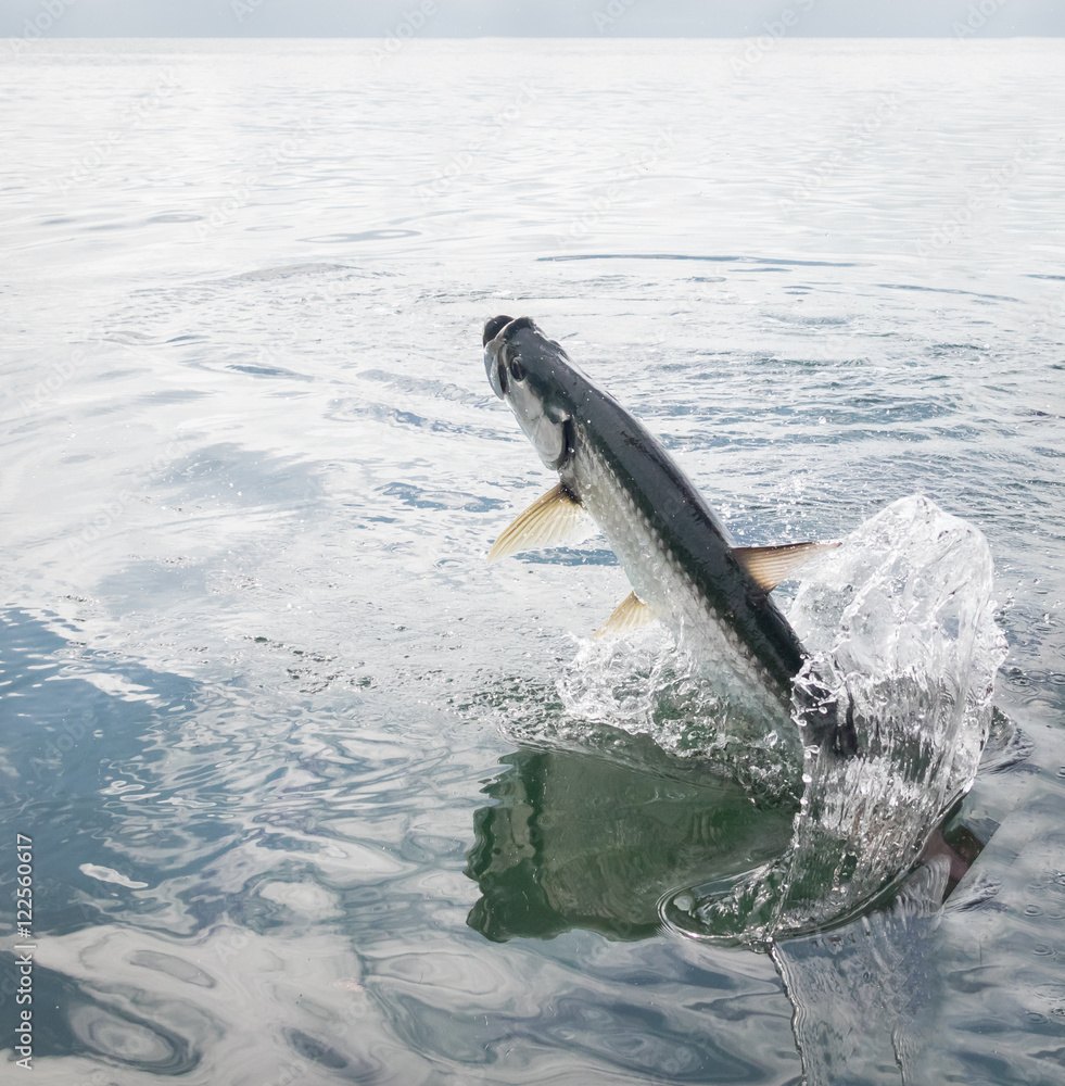 Obraz premium Tarpon fish jumping out of water - Caye Caulker, Belize