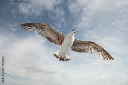 Sea gull