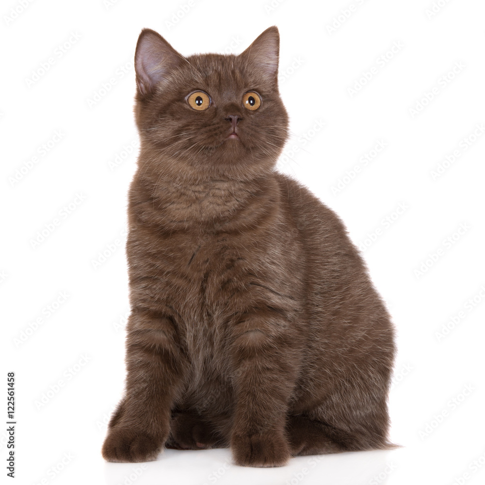 brown british shorthair cat posing on white