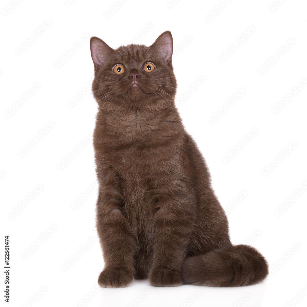 Fototapeta premium brown british shorthair cat on white