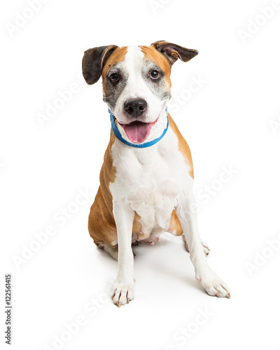 Happy Boxer Mixed Breed Dog Full Length © adogslifephoto