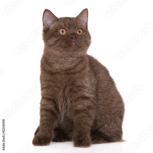 brown british shorthair cat posing on white