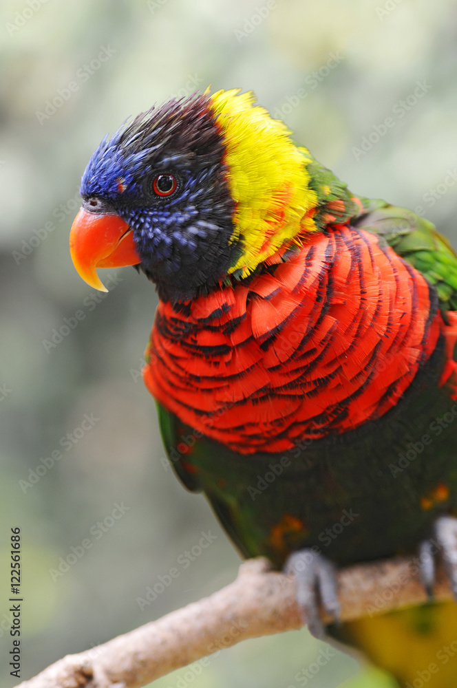 Naklejka premium Lorikeet