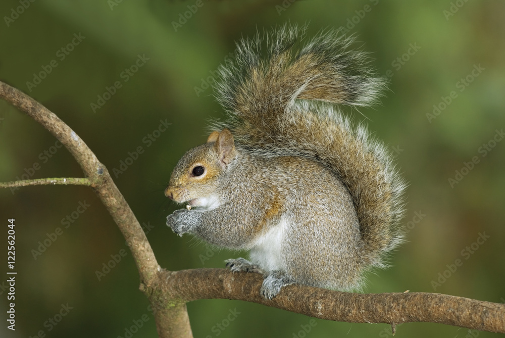 Eastern Gray Squirrel, Canada Eastern Gray Squirrel, Canada
