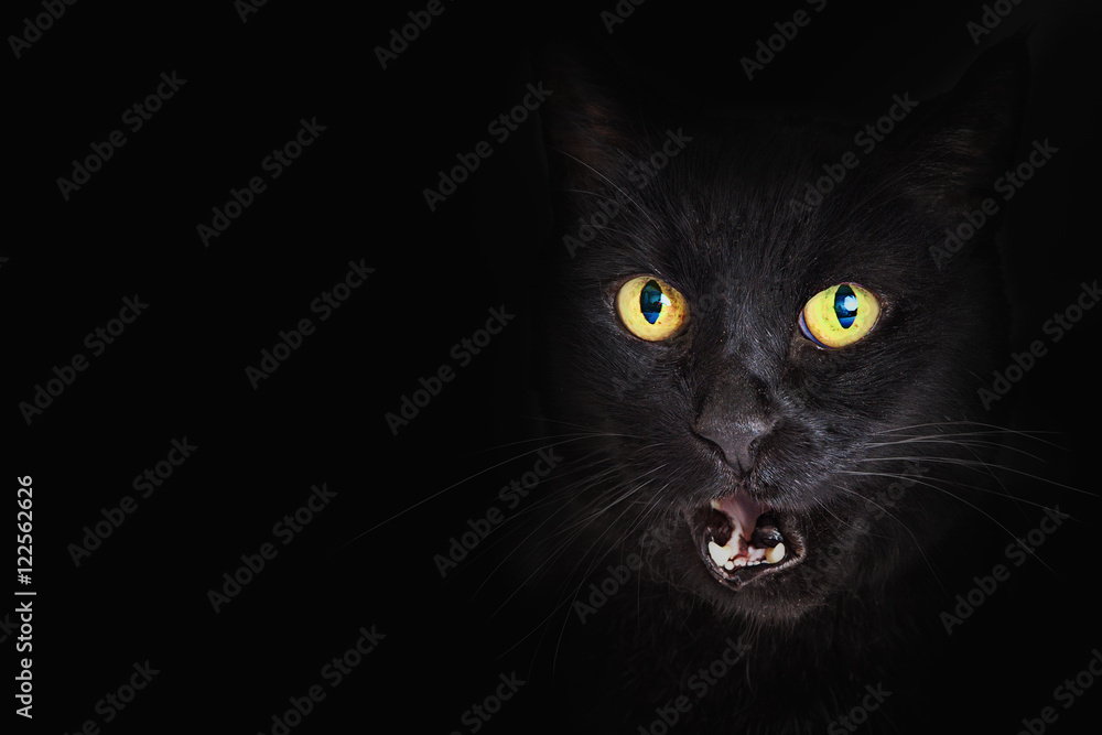 Closeup Black Cat Mouth Open