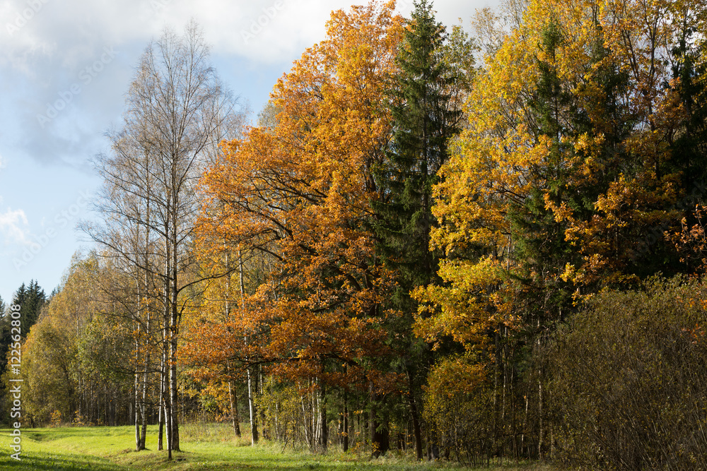 Fototapeta premium autumn colors in trees Old park in the town of Pushkin, Russia autumn