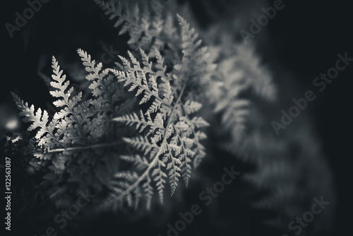 Black and white ferns