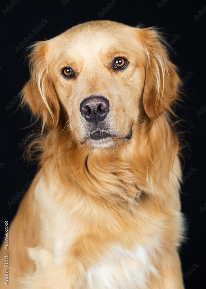 Beautiful Golden Retriever Dog Closeup