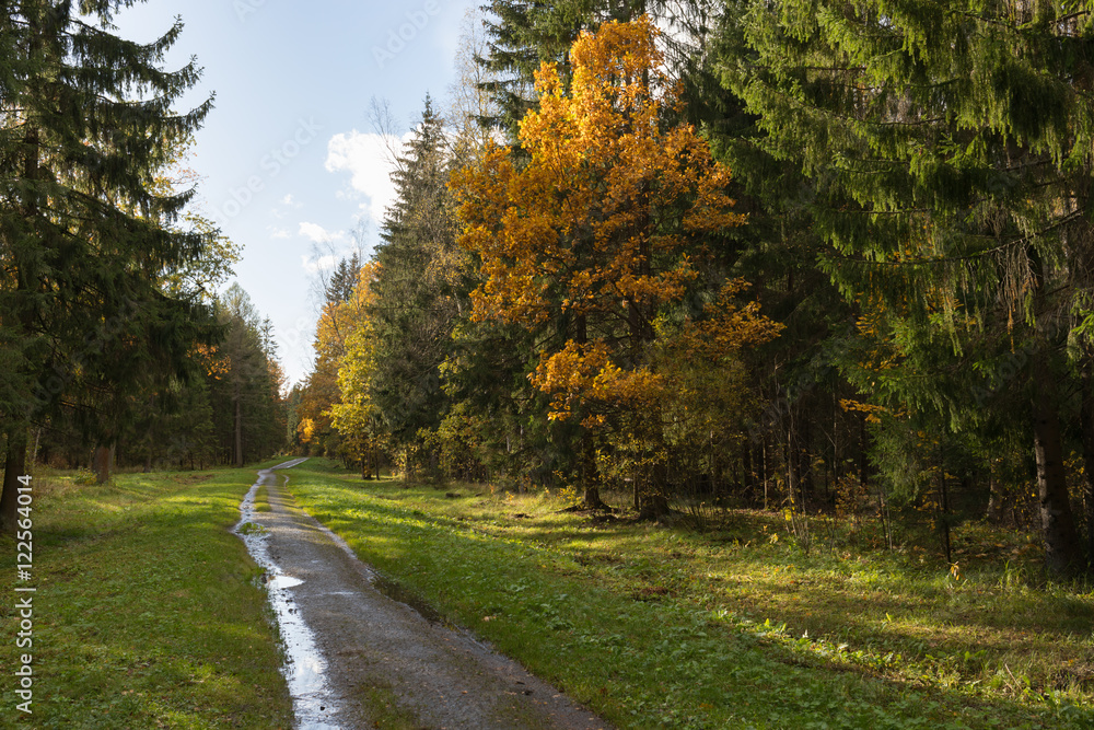 Fototapeta premium Babolovsky park in sunny autumn Old park in the town of Pushkin, Russia autumn