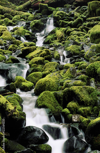 Carmanah Valley rainforest creek drains through mossy rocks and logs, Vancouver Island, British Columbia, Canada. photo