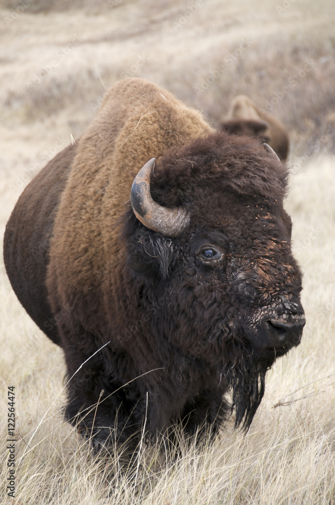 American bison bull (Bison bison), Wind Cave National Park, South Dakota, United States of America. American bison bull (Bison bison), Wind Cave National Park, South Dakota, United States of America.