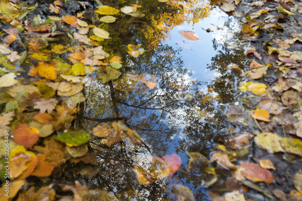 Autumn puddle with leaves Old park in the town of Pushkin, Russia autumn Autumn puddle with leaves Old park in the town of Pushkin, Russia autumn
