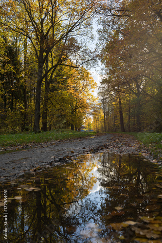 puddle on the edge of the road in autumn park Old park in the town of Pushkin, Russia autumn
