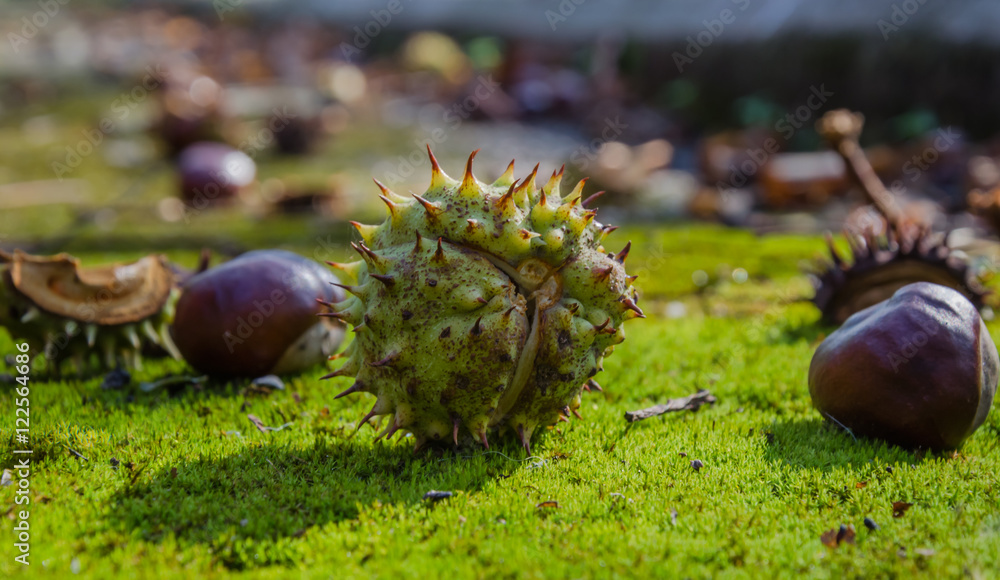Ripe chestnuts in the Park Ripe chestnuts in the Park
