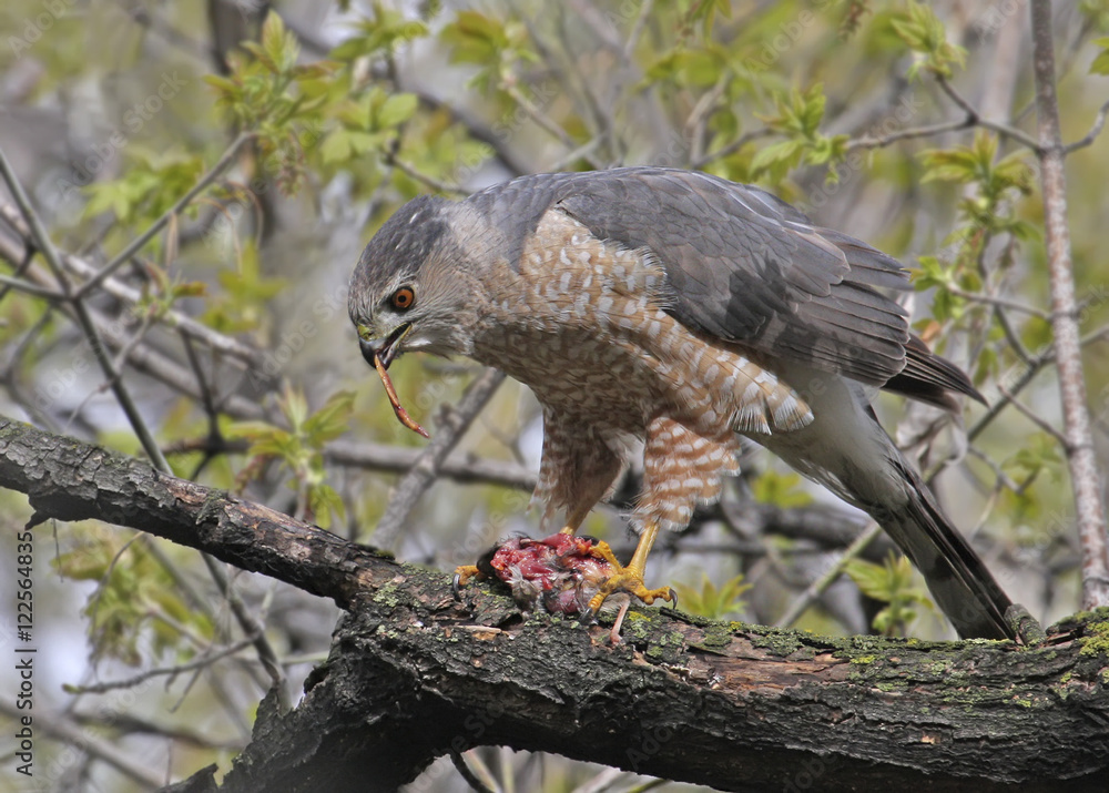 Cooper's Hawk, Accipiter cooperii, eating prey on branch, in Saskatchewan, Canada Cooper's Hawk, Accipiter cooperii, eating prey on branch, in Saskatchewan, Canada
