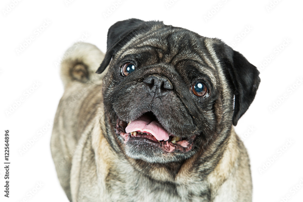 Friendly Happy Smiling Pug Dog Closeup