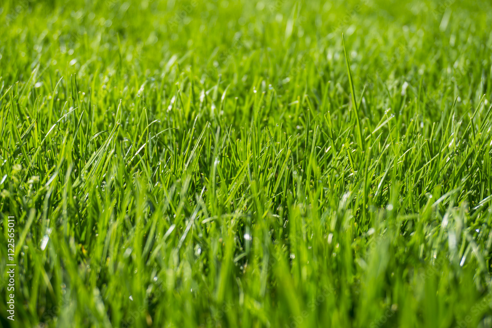 Background of bright green grass Background of bright green grass