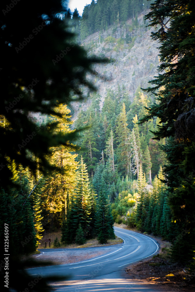 Obraz premium Winding Forest Road