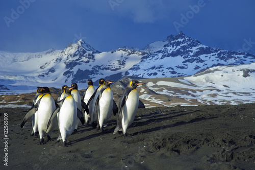 King penguins (Aptenodytes patagonicus) returning from foraging at sea, Island of South Georgia, Antarctica photo