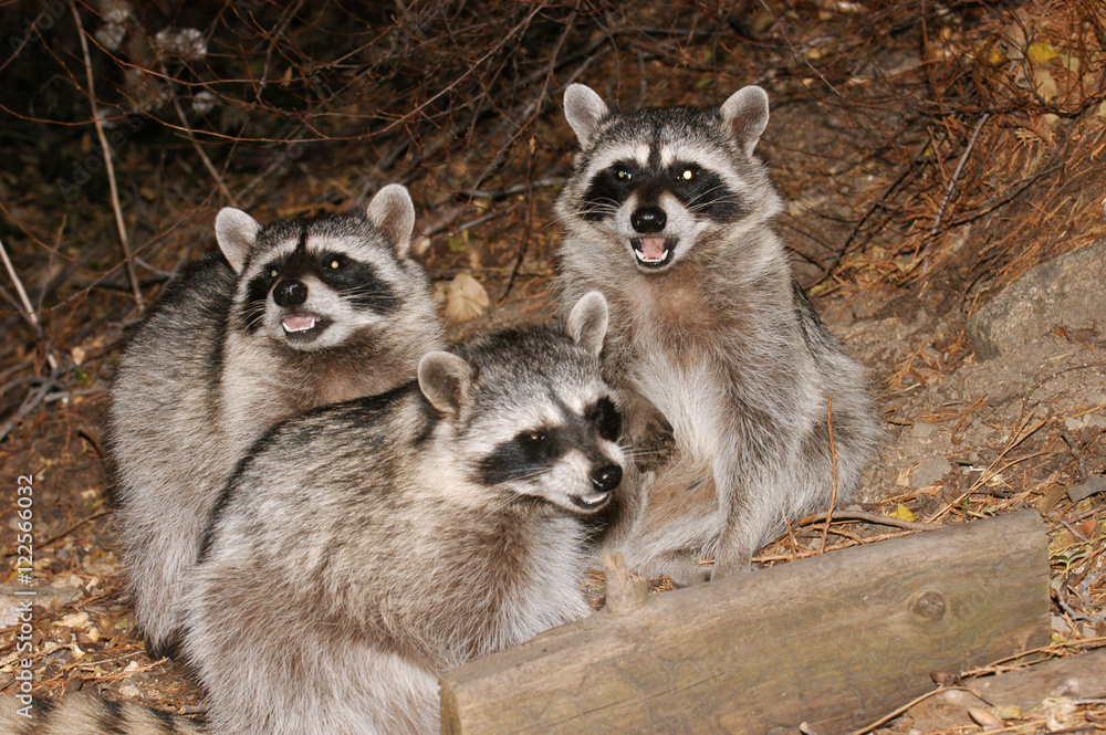 Raccoon Family