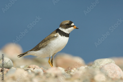 Semipalmated plover (Charadrius semipalmatus) standing on gravel beach near an esker pond, Whitefish Lake, Northwest Territories, Canada photo