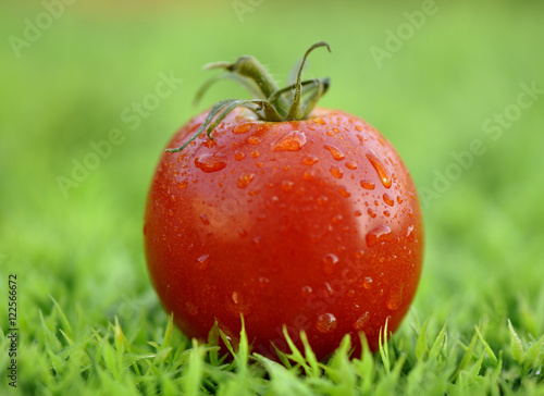 Fotografie Tomate Fandango
